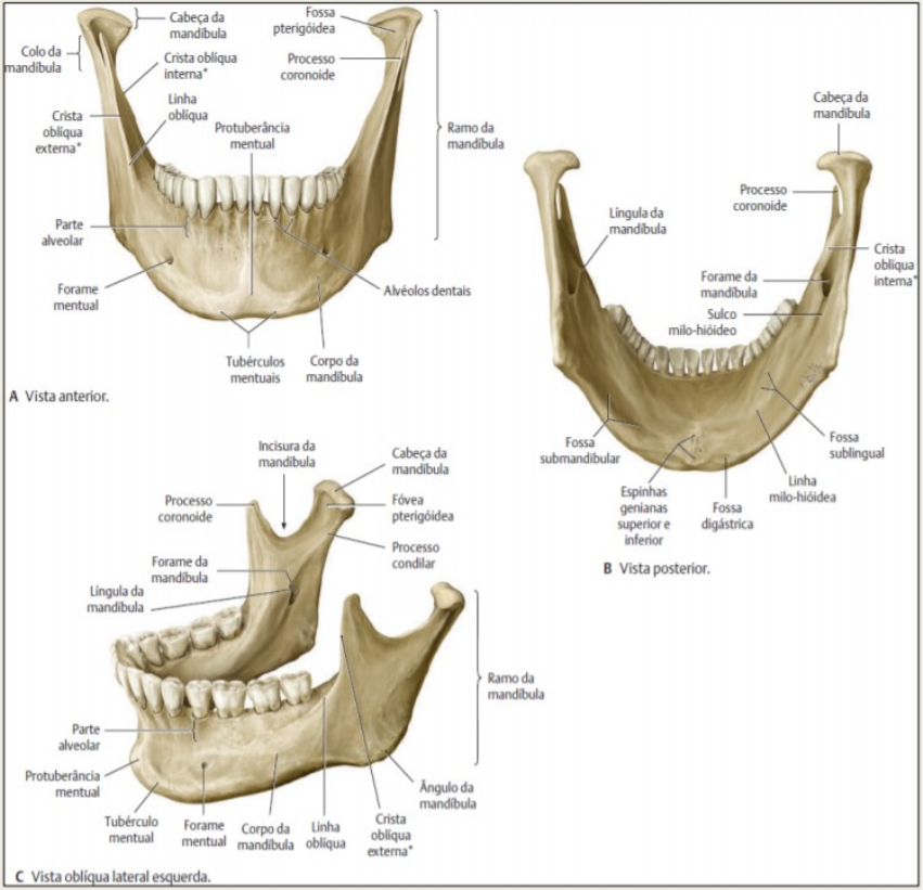 acidente maxilar e mandibula