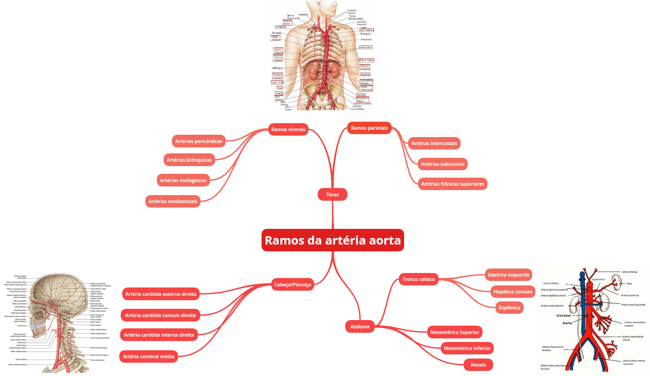 Ramos Da Art ria Aorta Anatomia I