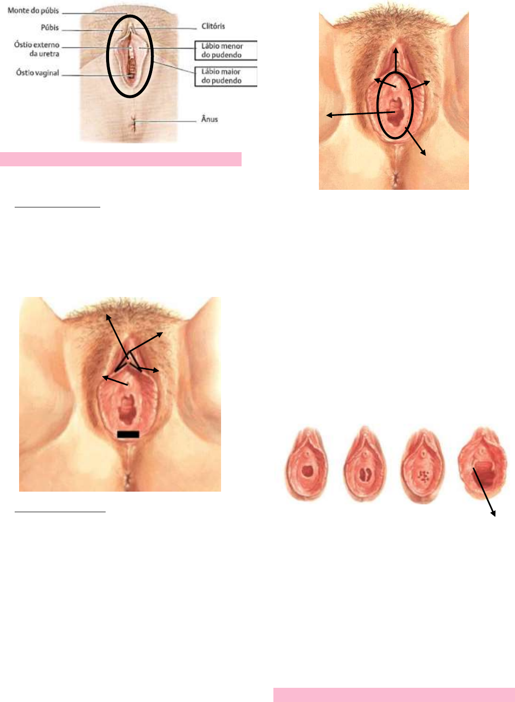 Sistema Reprodutor Feminino - Anatomia Humana I