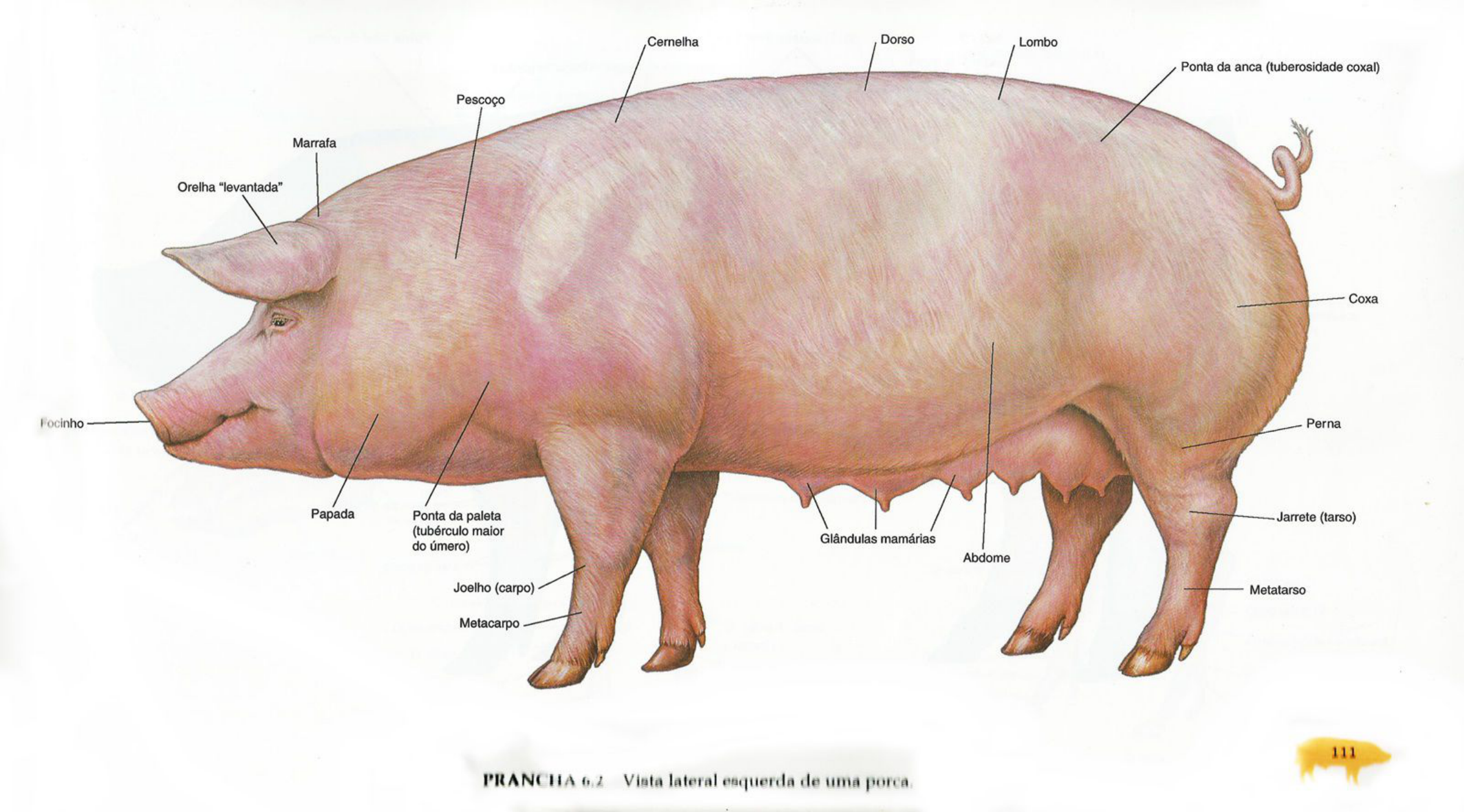 6.Sus scrofa domesticus.pdf Suinocultura