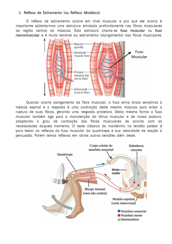 Arco Reflexo Simples Fisiologia Humana I