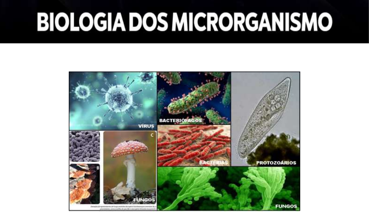 Grátis: BIOLOGIA-DOS-MICRORGANISMOS-1 - Material Claro e Objetivo em PDF  para Estudo Rápido
