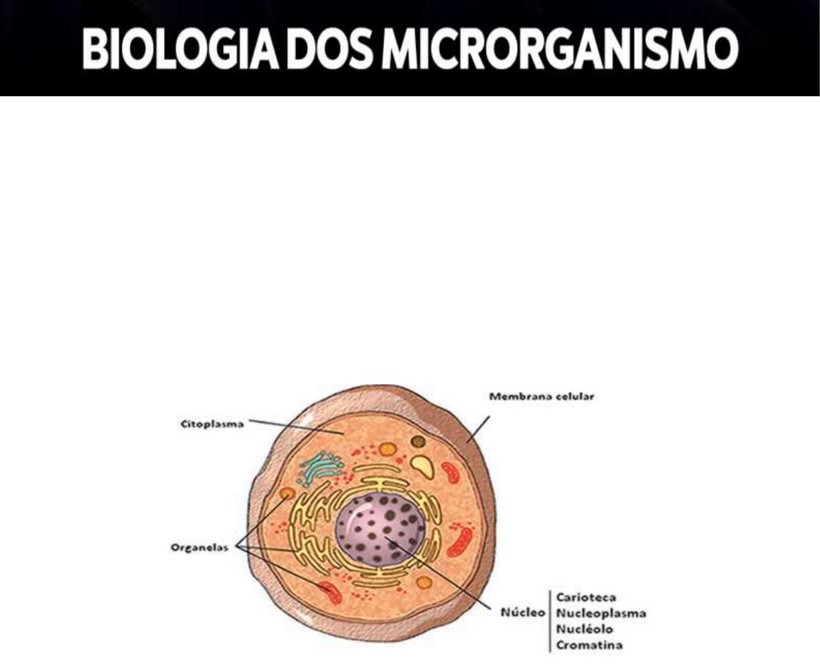 Grátis: BIOLOGIA-DOS-MICRORGANISMOS-1 - Material Claro e Objetivo em PDF  para Estudo Rápido