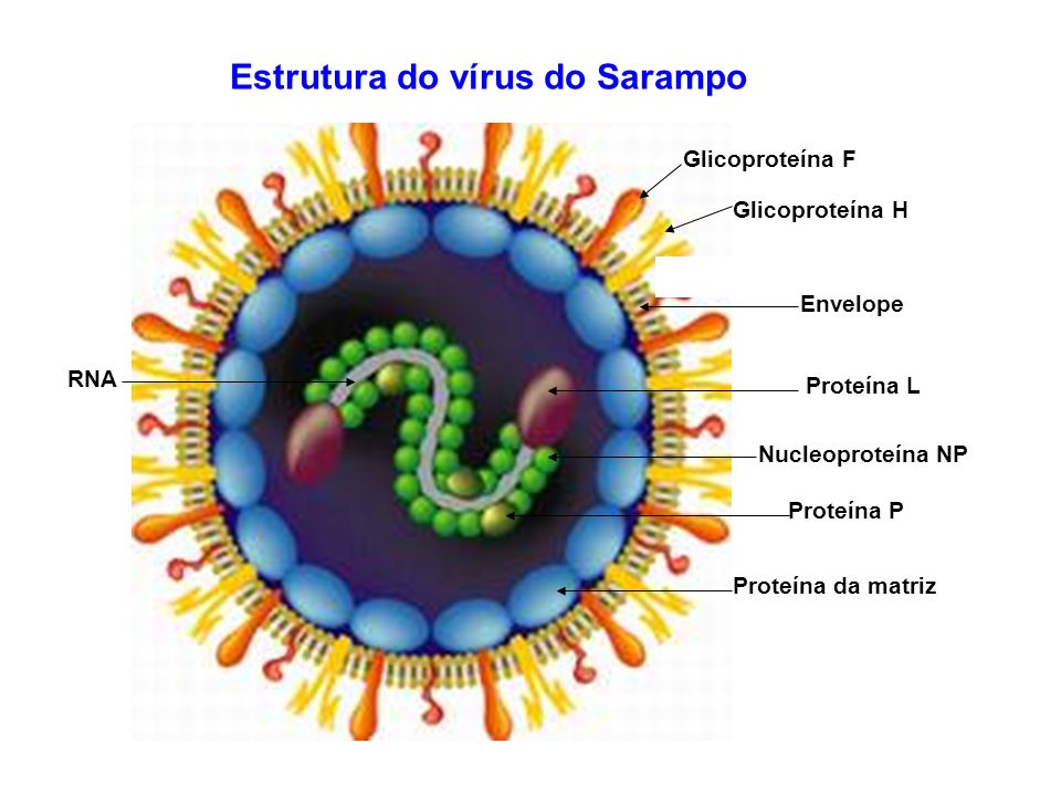 estudo experimental sarampo