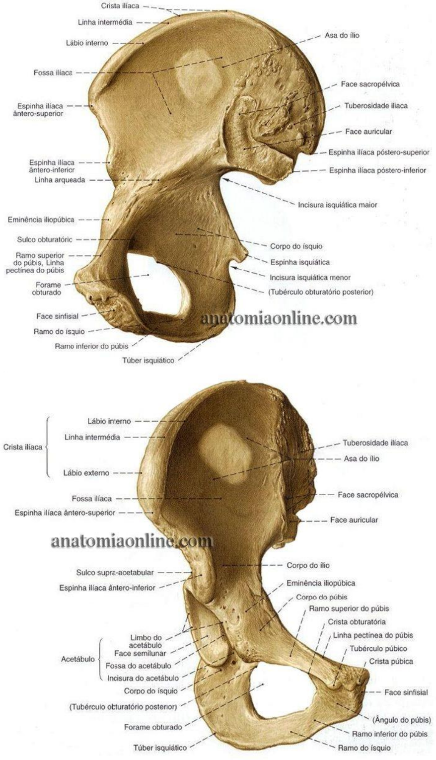 ACIDENTES ÓSSEOS DOS MEMBROS INFERIORES Anatomia I