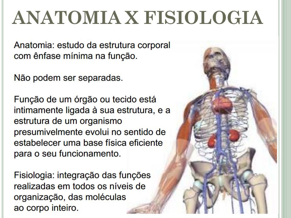 O Que é Anatomia E Fisiologia