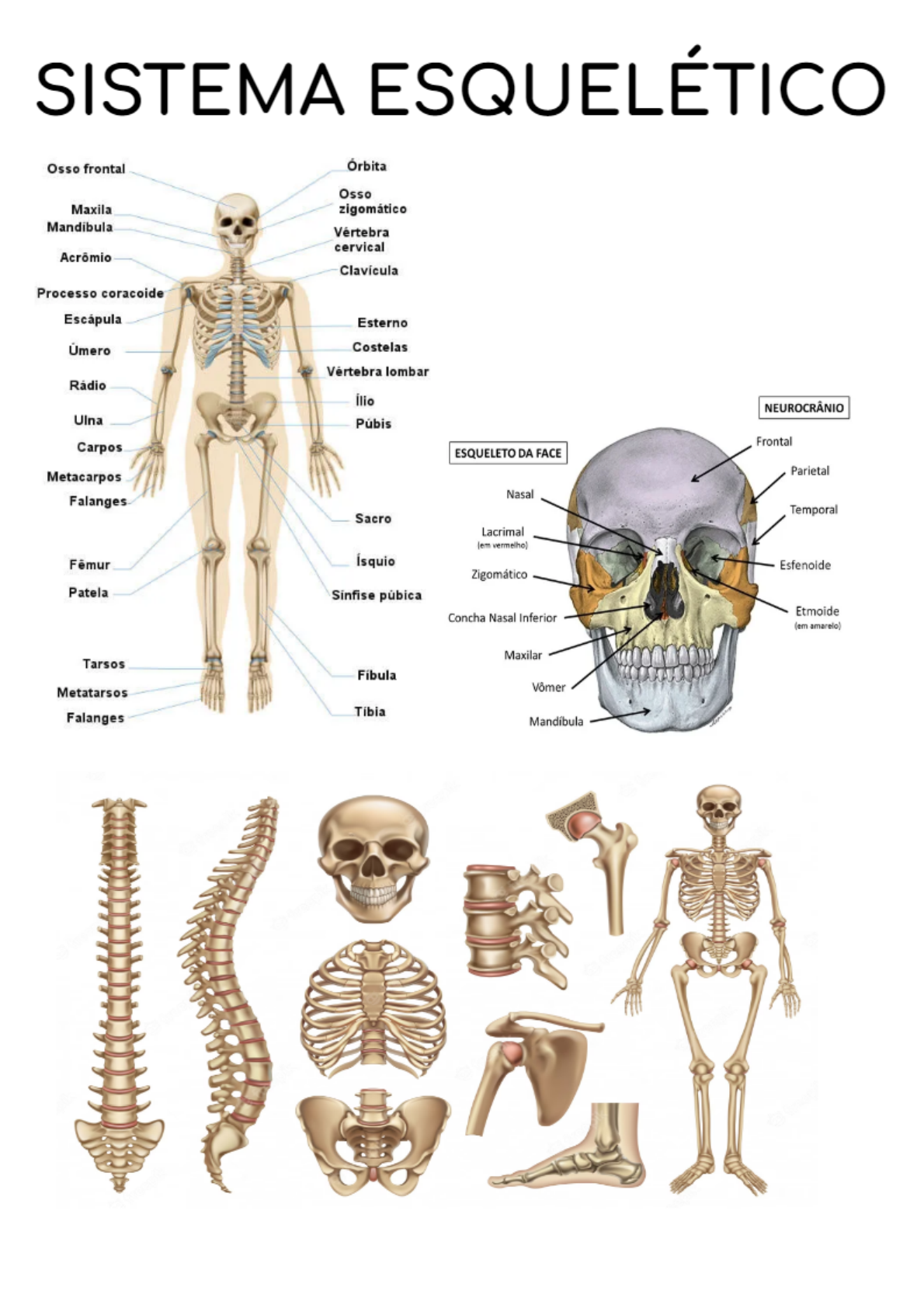 Sistema esquelético: Divisão do esqueleto - Blog do Portal Educação