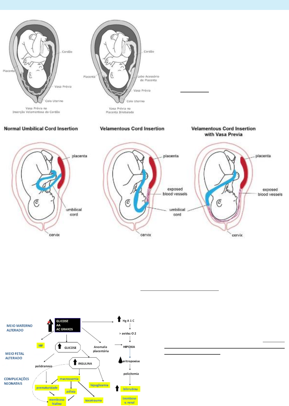 Grátis: Resumão de obstetrícia - Material Claro e Objetivo em PDF para  Estudo Rápido, image size:1136x1596