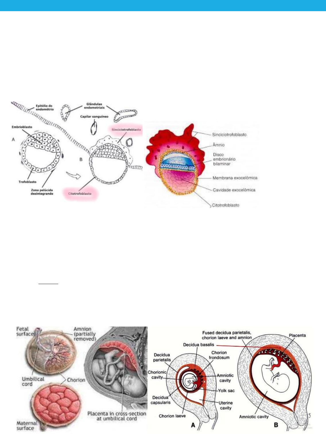Anomalias Placentárias | Concise Medical Knowledge, image size:1136x1514