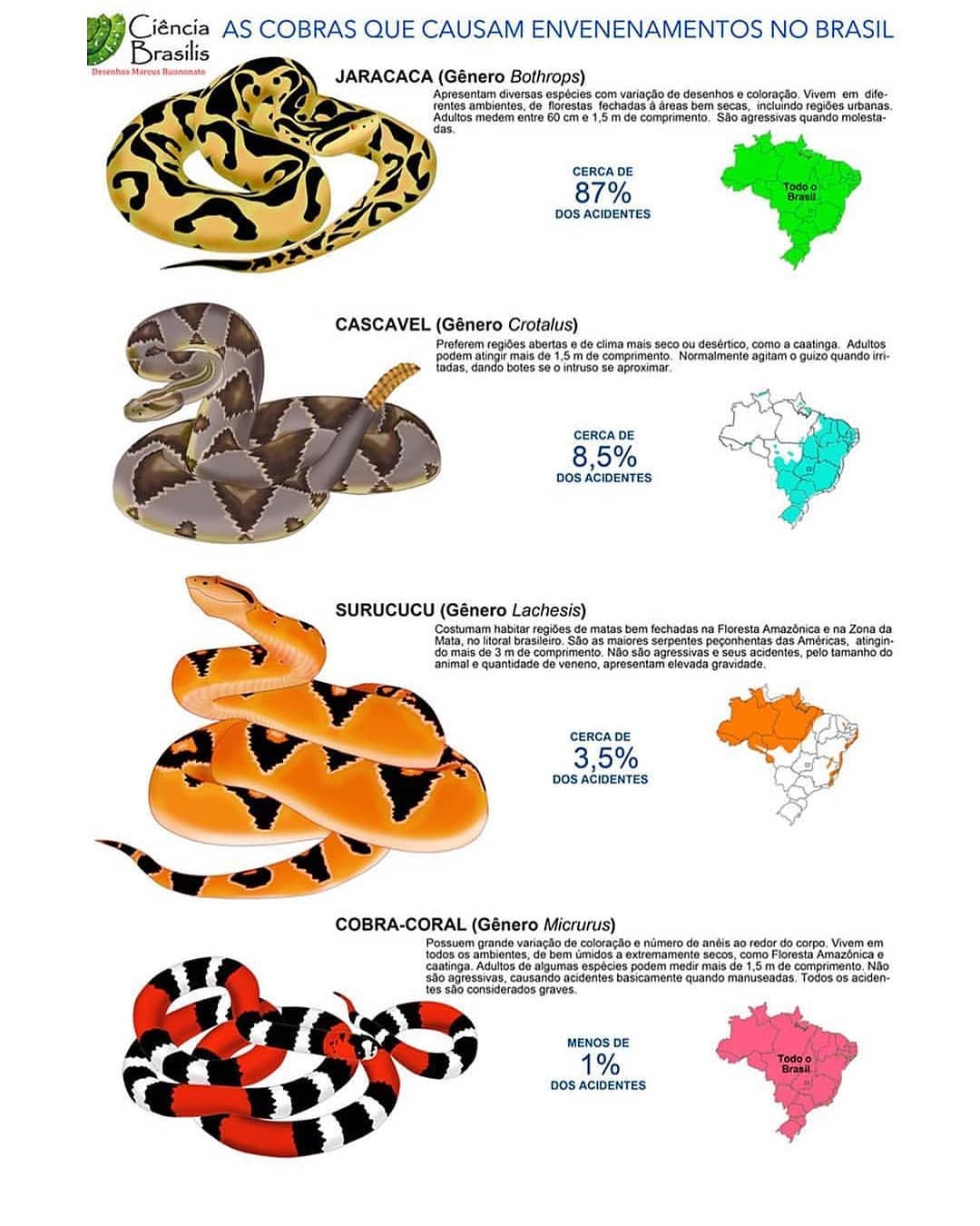 Qual a cobra peçonhenta brasileira mais iconica? - Variedades - BCharts ...