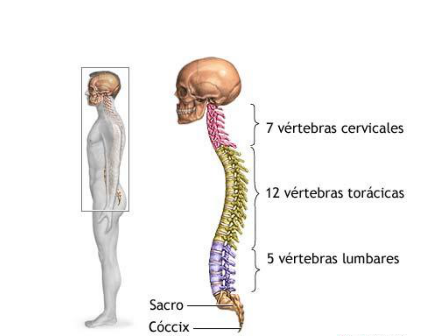 Coluna Vertebral 2 AulaAnatomia Locomotora - Anatomia Do Aparelho Locomotor