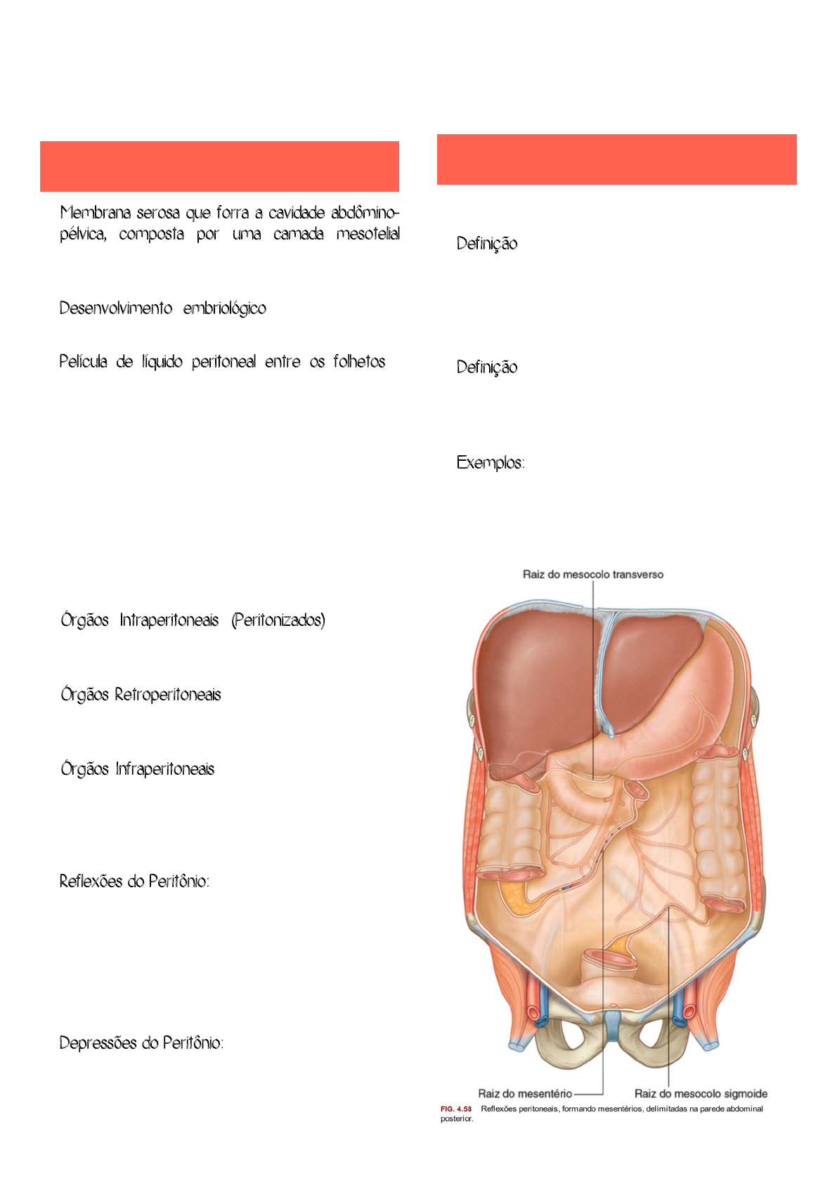 Peritônio e cavidade peritoneal: Anatomia e Função