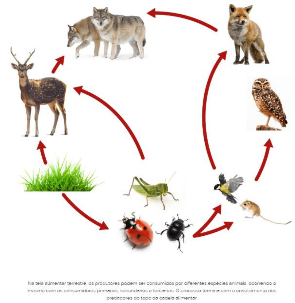 Grátis: ECOLOGIA E CONSERVACIONISMO - Material Claro e Objetivo em PDF para  Estudo Rápido, image size:976x1004