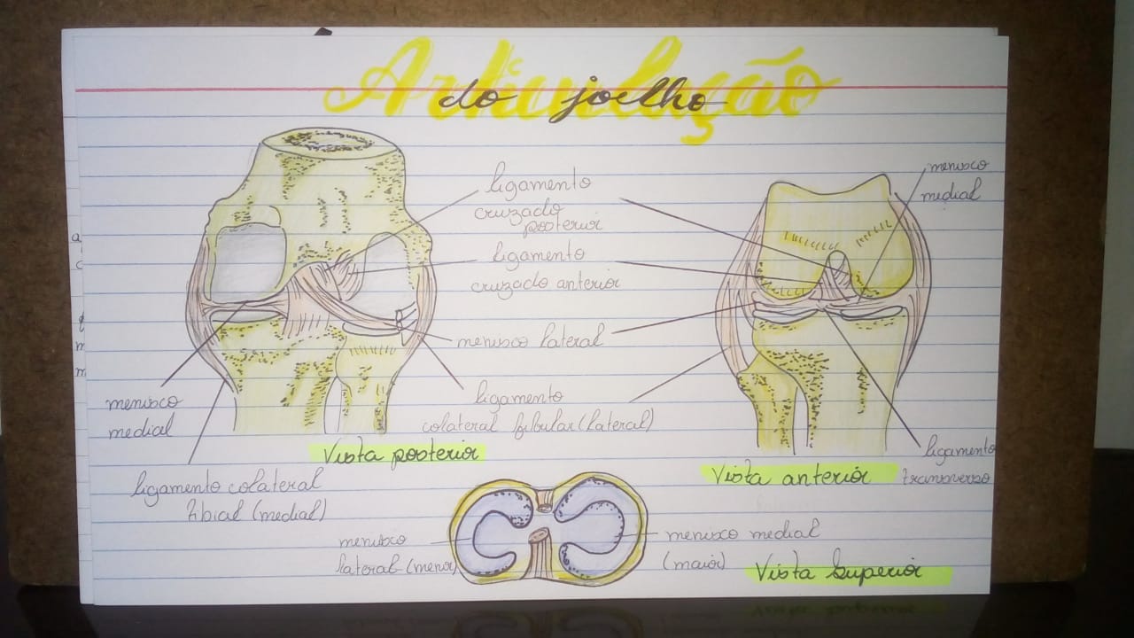 Articula O Do Joelho Anatomia Humana I