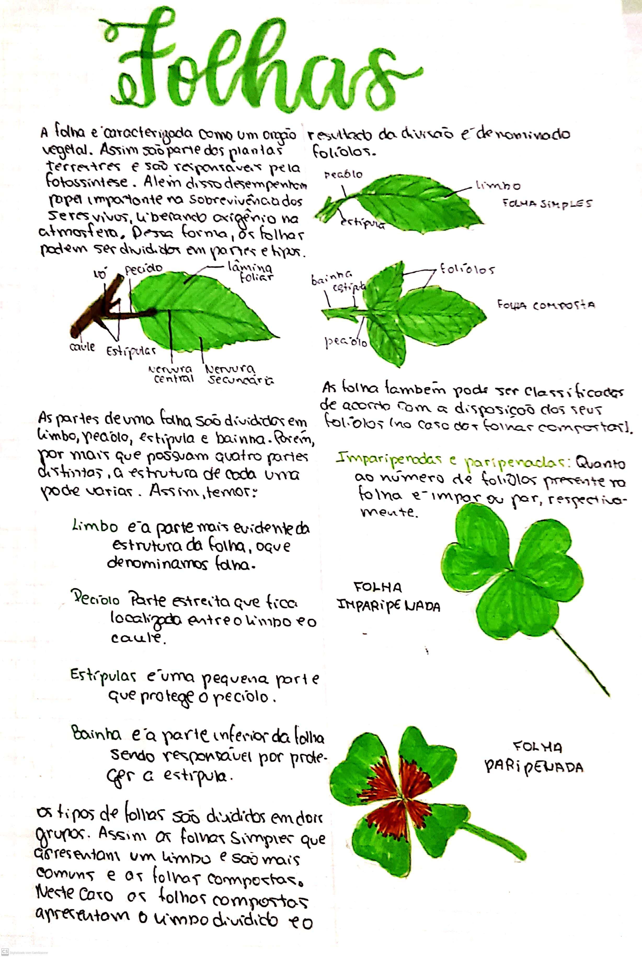 Tipos De Folhas Biologia 7955