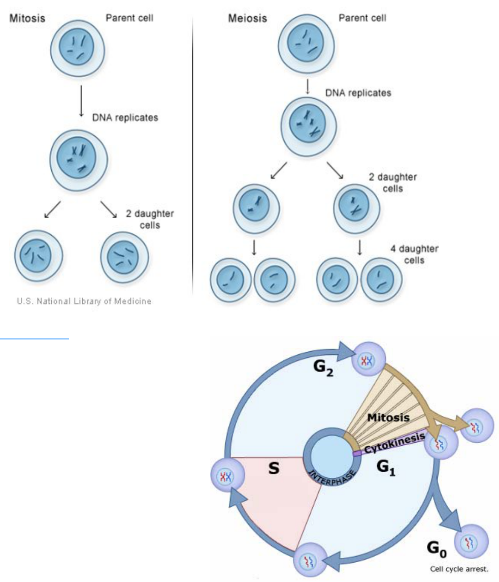 Núcleo interfasico e divisão celular by Biologia- Dúvidas - Issuu