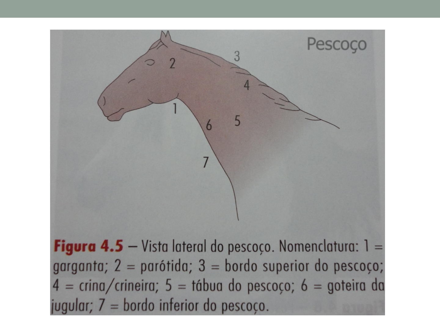 ANATOMIA: O EXTERIOR DO CAVALO