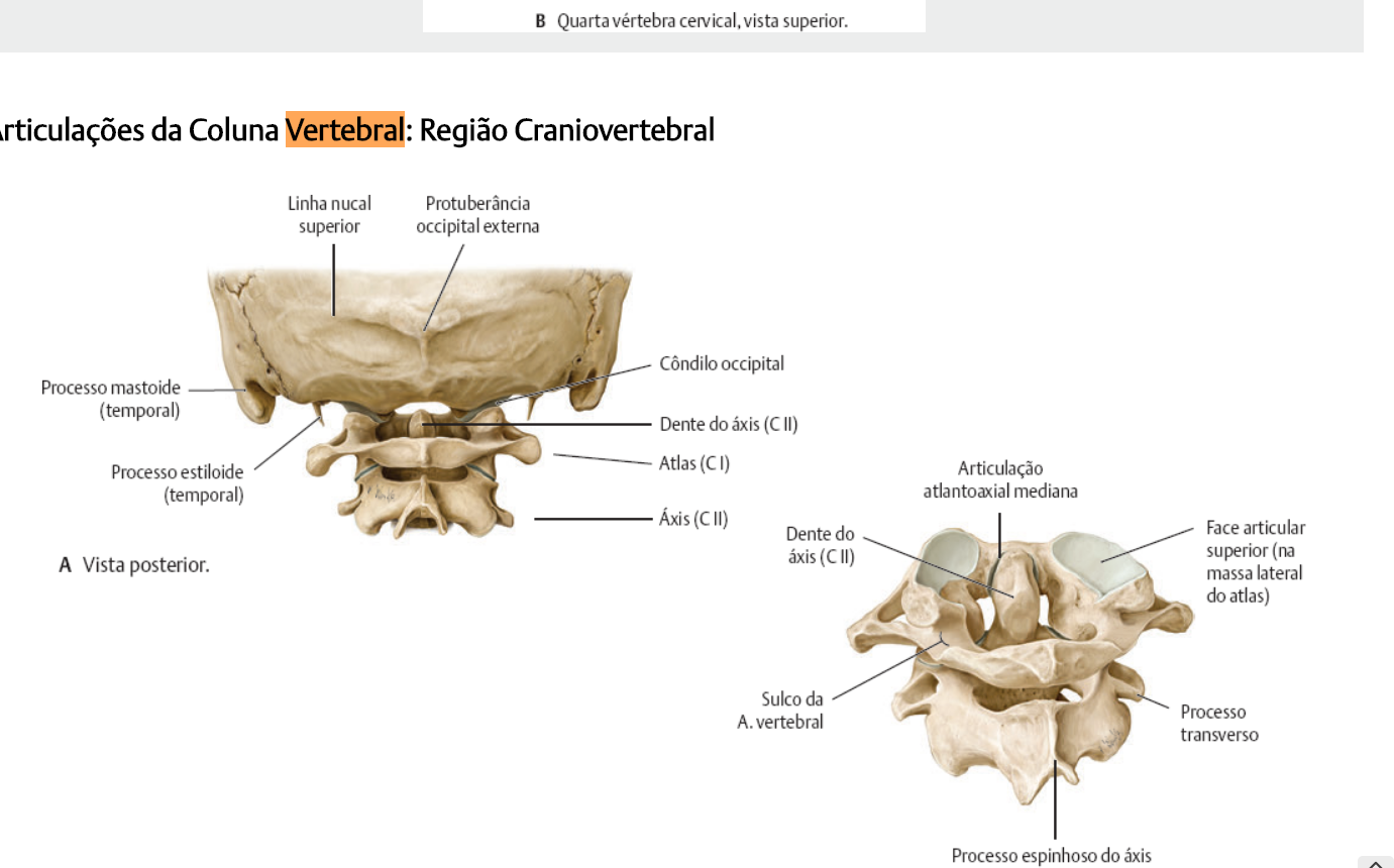 ARTICULAÇÕES CRANIOVERTEBRAL - Anatomia I