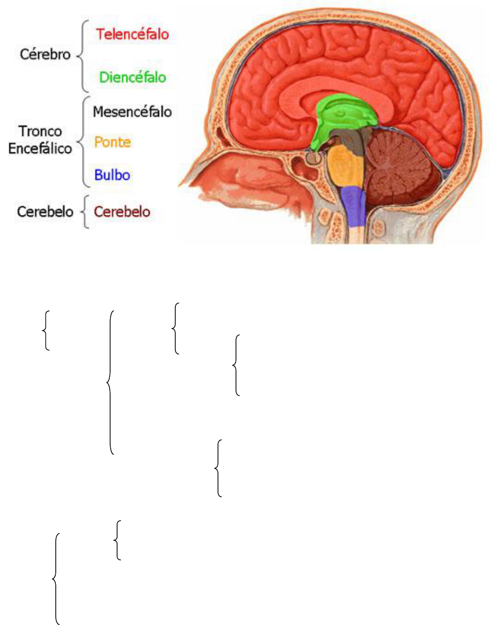 APOSTILA NEUROANATOMIA1 - Psicologia