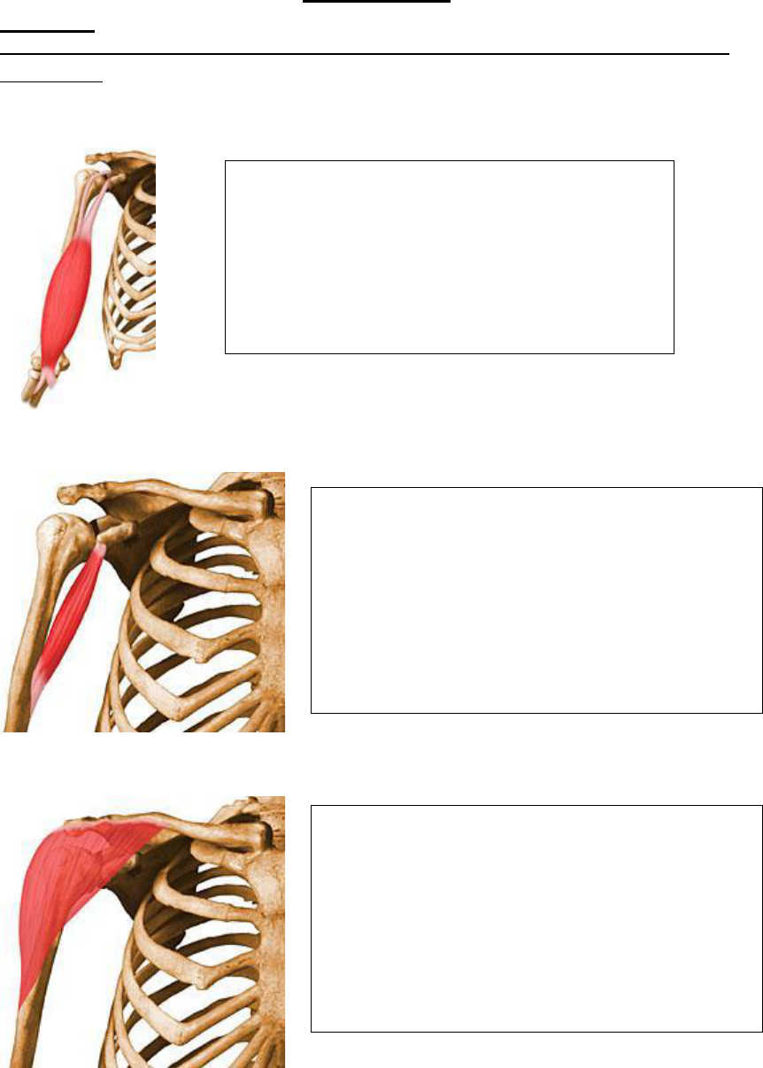 Diferenças entre BÍCEPS e TRÍCEPS! Origem, inserção, inervação e  movimentos! Anatomia 