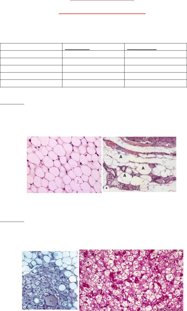 Tecido Adiposo - Lâminas Histológicas - Histologia Geral