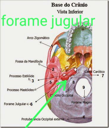 Anatomia da Base Interna do Crânio Quiz