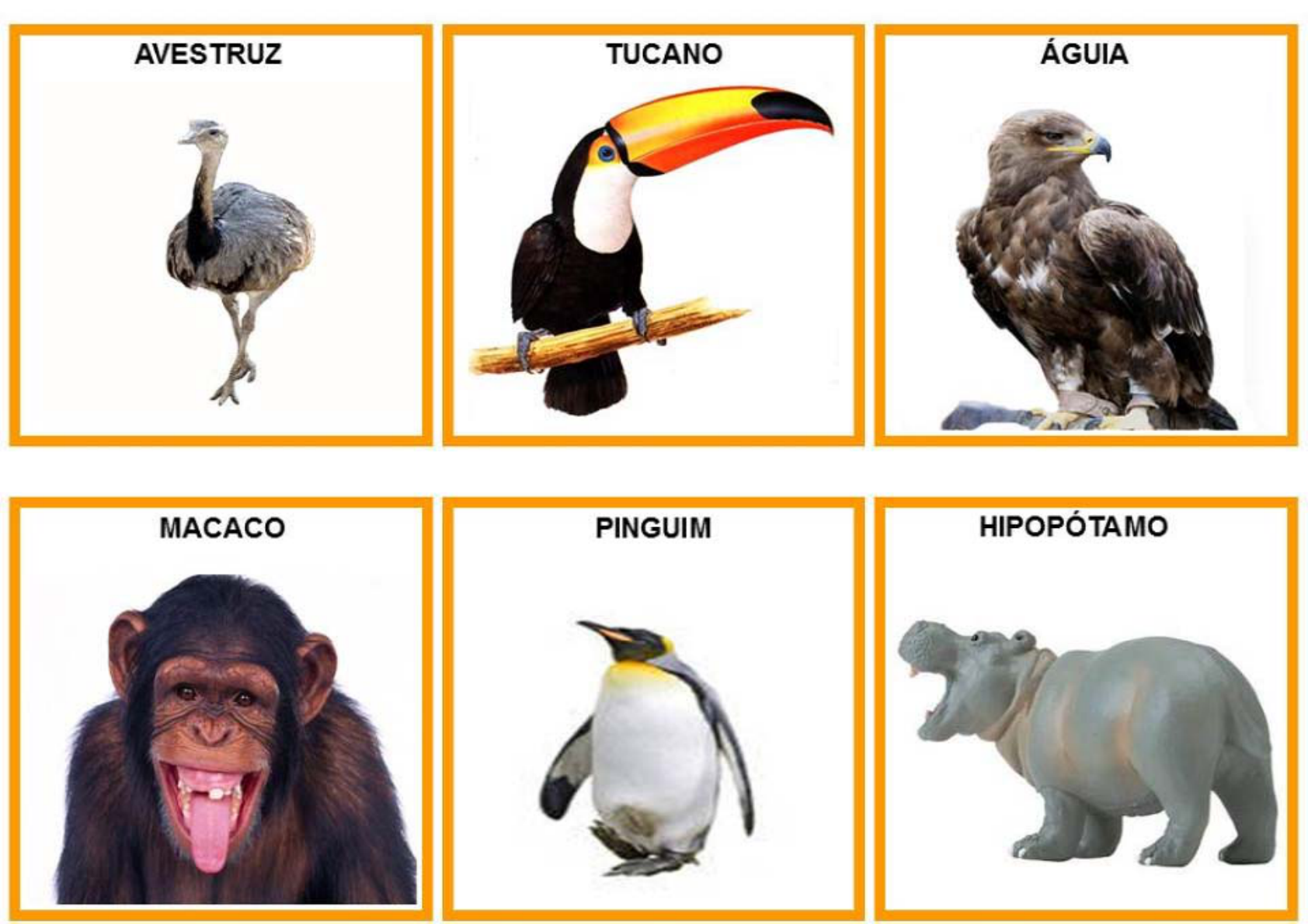 CARTÕES ANIMAIS SELVAGENS - GRUPO MATERIAIS PEDAGÓGICOS - Pedagogia
