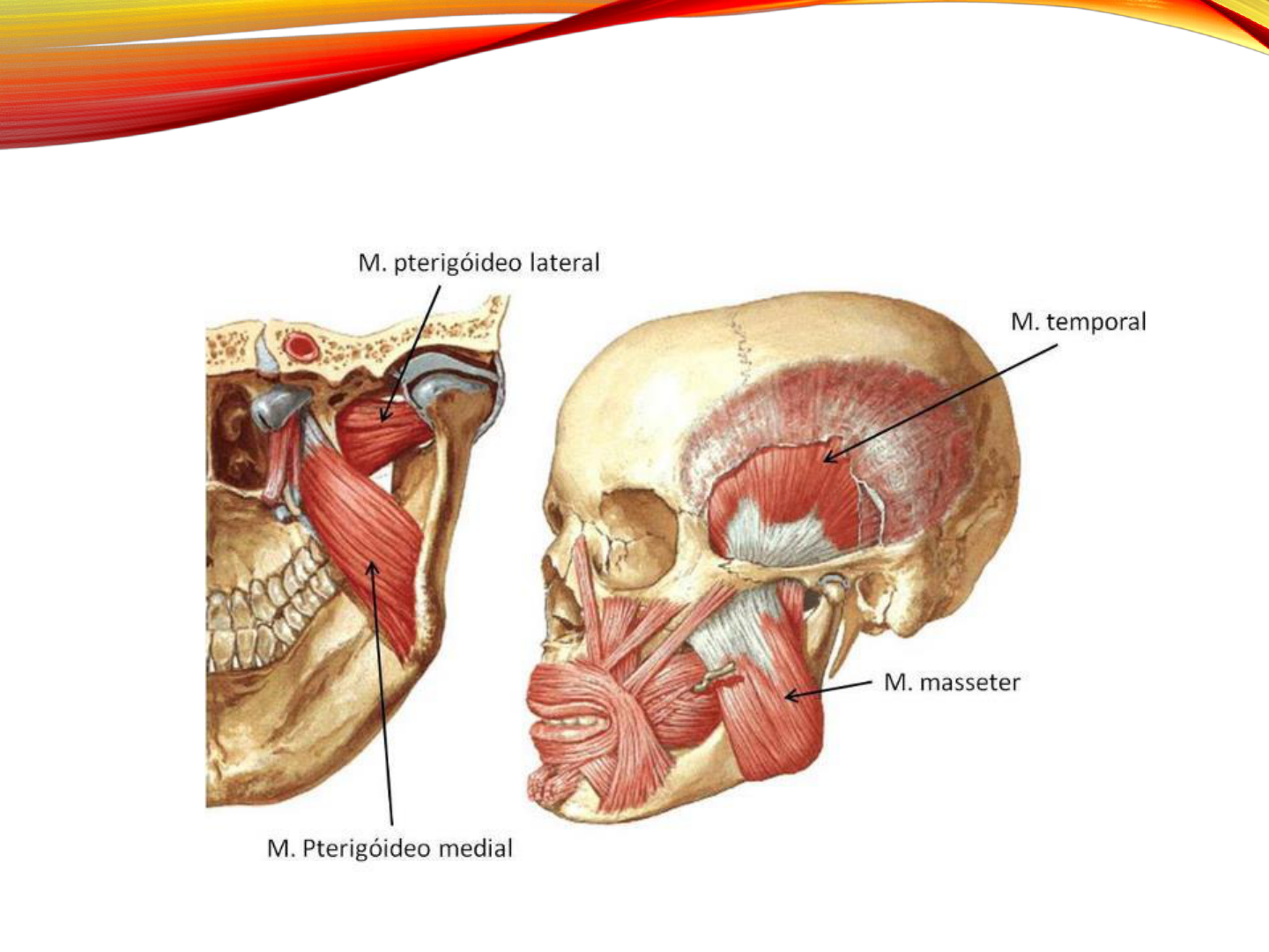 Músculo pterigóideo lateral: Origem, Inserção, Ação