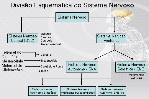 Divisão Esquemática Do Sistema Nervoso Anatomia Clínica