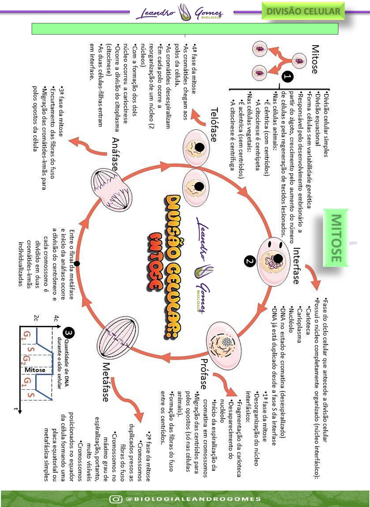 Diagrama do ciclo celular. fases do ciclo celular. ciclo de vida de uma  célula. síntese de dna e divisão celular.