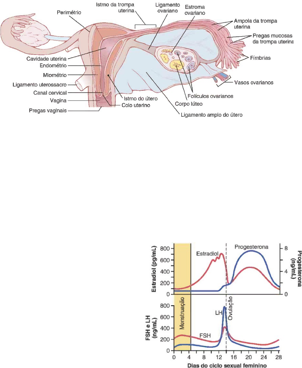 Fisiologia feminina e ciclo menstrual - CITI Hinode