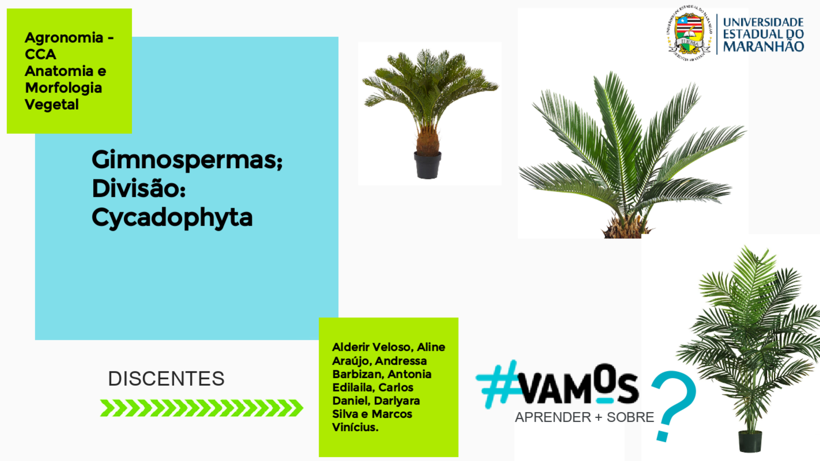 Gimnospermas Divis o Cycadophytas Morfologia Vegetal