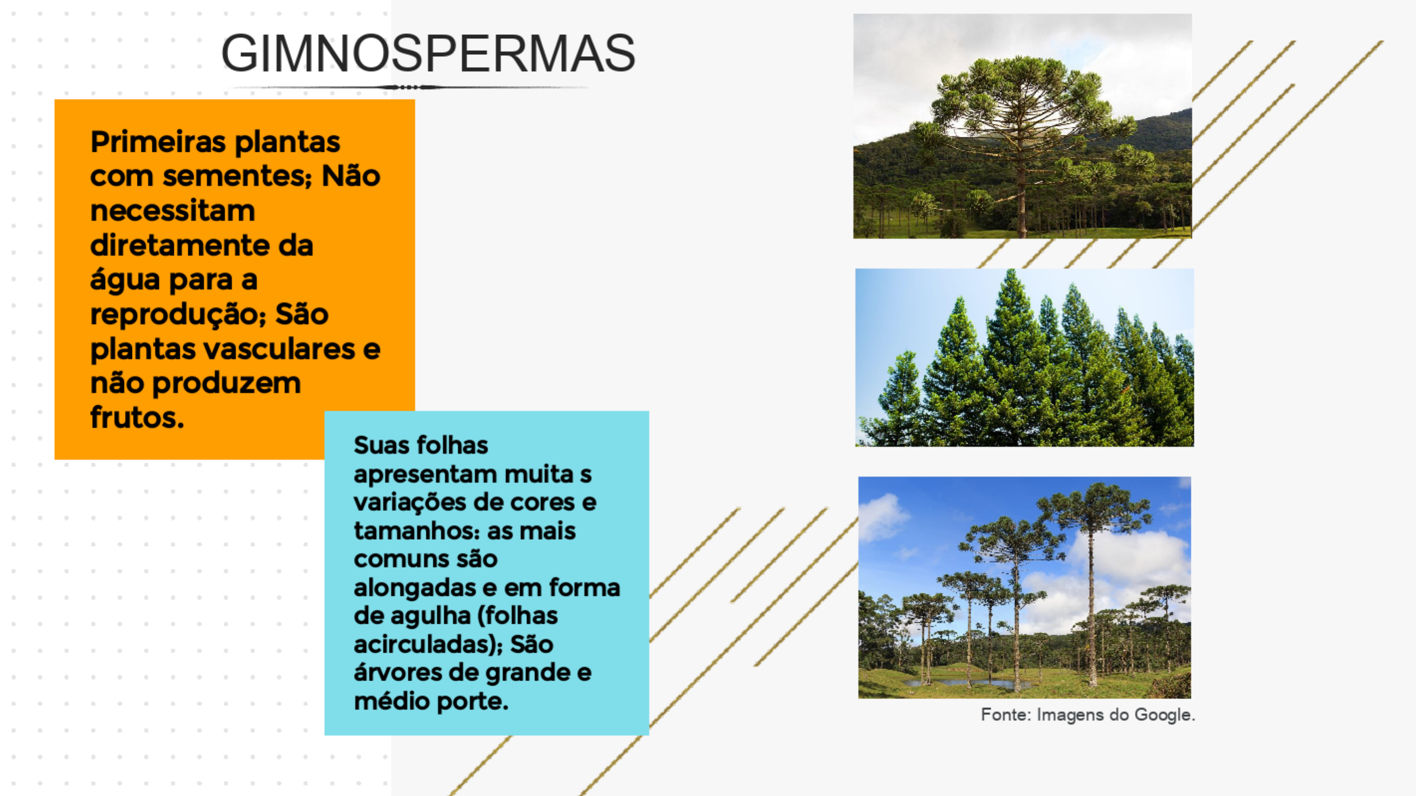Gimnospermas Divis o Cycadophytas Morfologia Vegetal