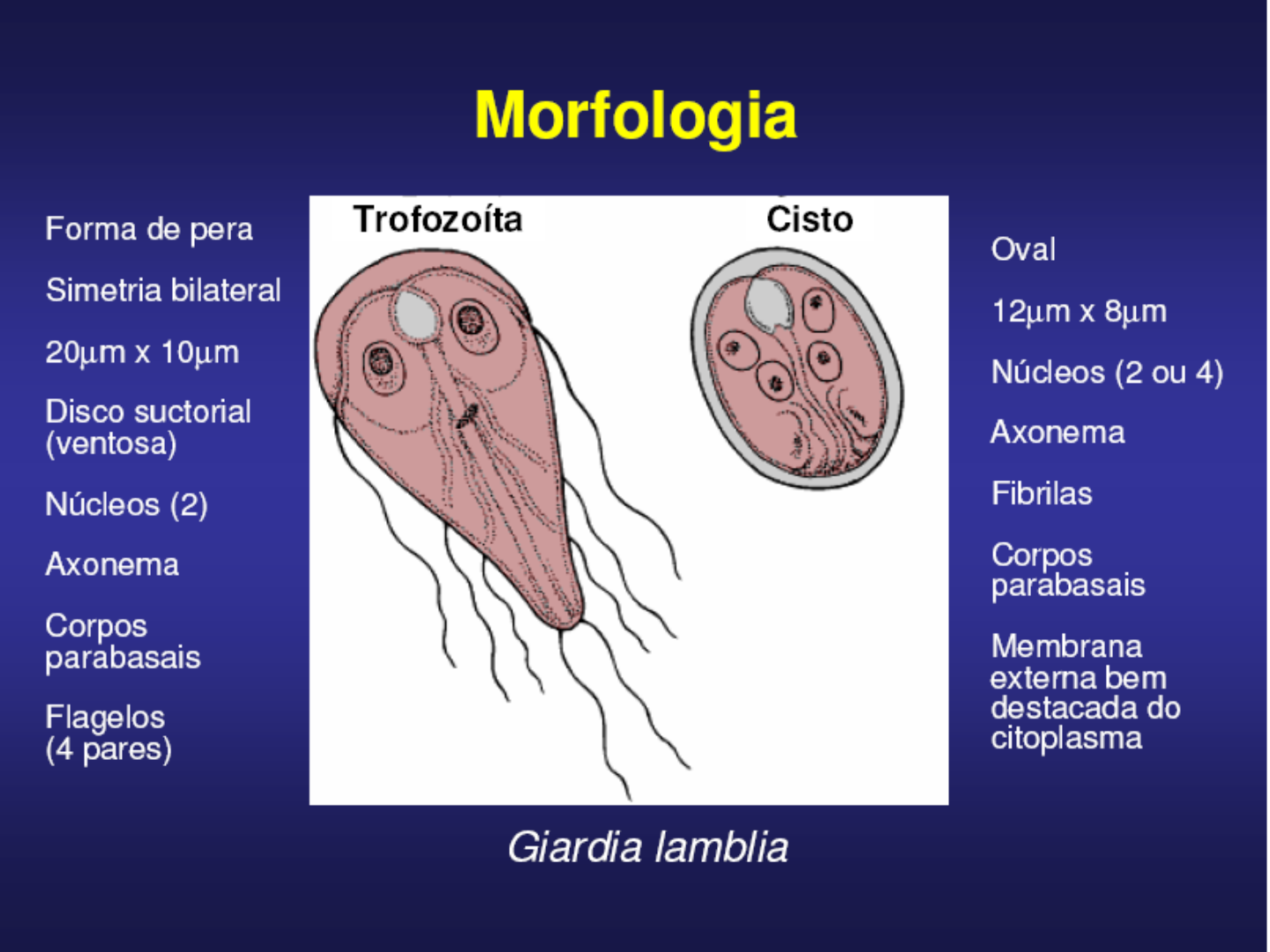 Trofozoito E Cisto De Giardia Lamblia O Que é Giardíase? Toda