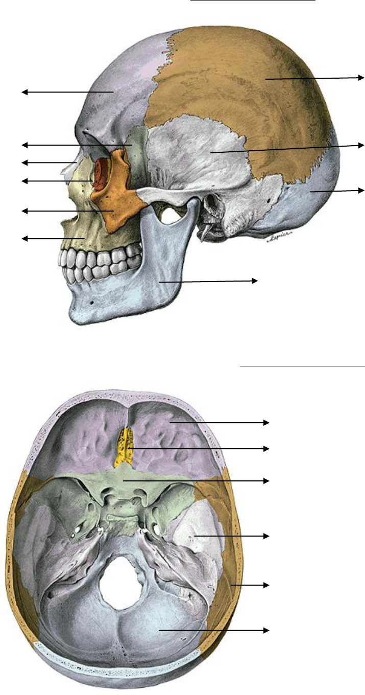 Cranio