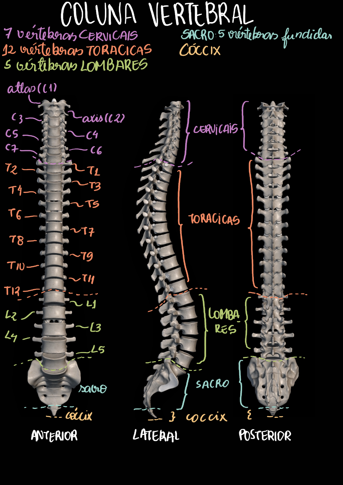 Coluna Vertebral: Anatomia