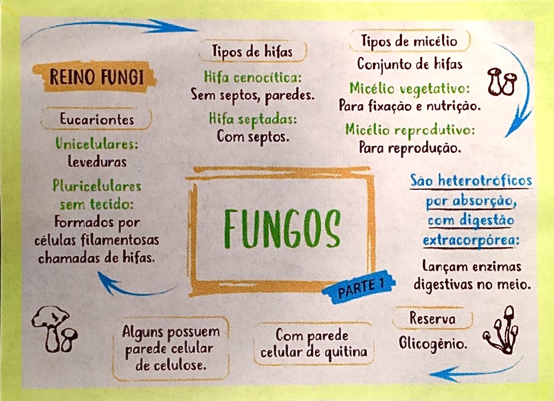 2021 Resumo Da Aula 7o Ano Ciencias Aula 22 Doencas Causadas Por Fungos ...