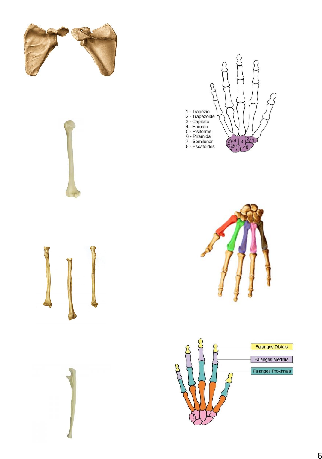 Anatomia Humana: Noções Básicas - Anatomia I