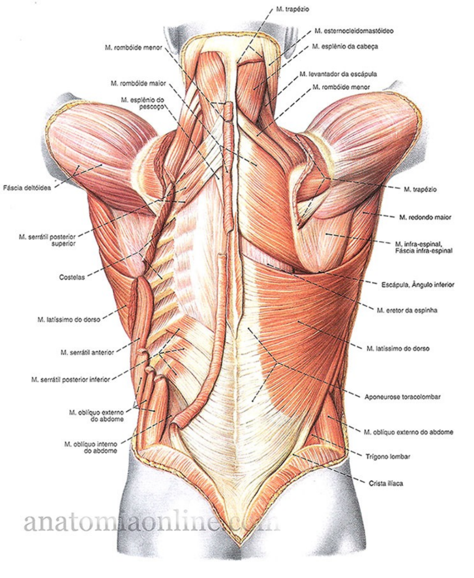 2a Aula Musculos Do Tronco | PDF | Coluna vertebral | Sistema Locomotor, image size:964x1175