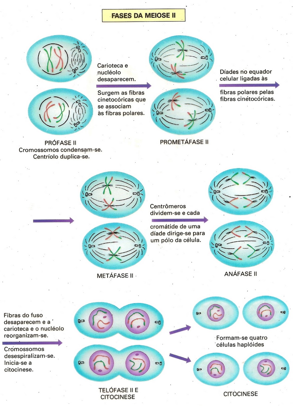 Meiose Esquema Genética E Citologia