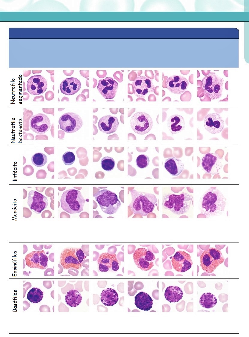 Atlas De Hematologia Hematologia