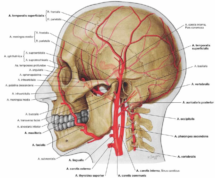 Resum O Vasculariza O Da Face Anatomia De Cabe A E Pesco O