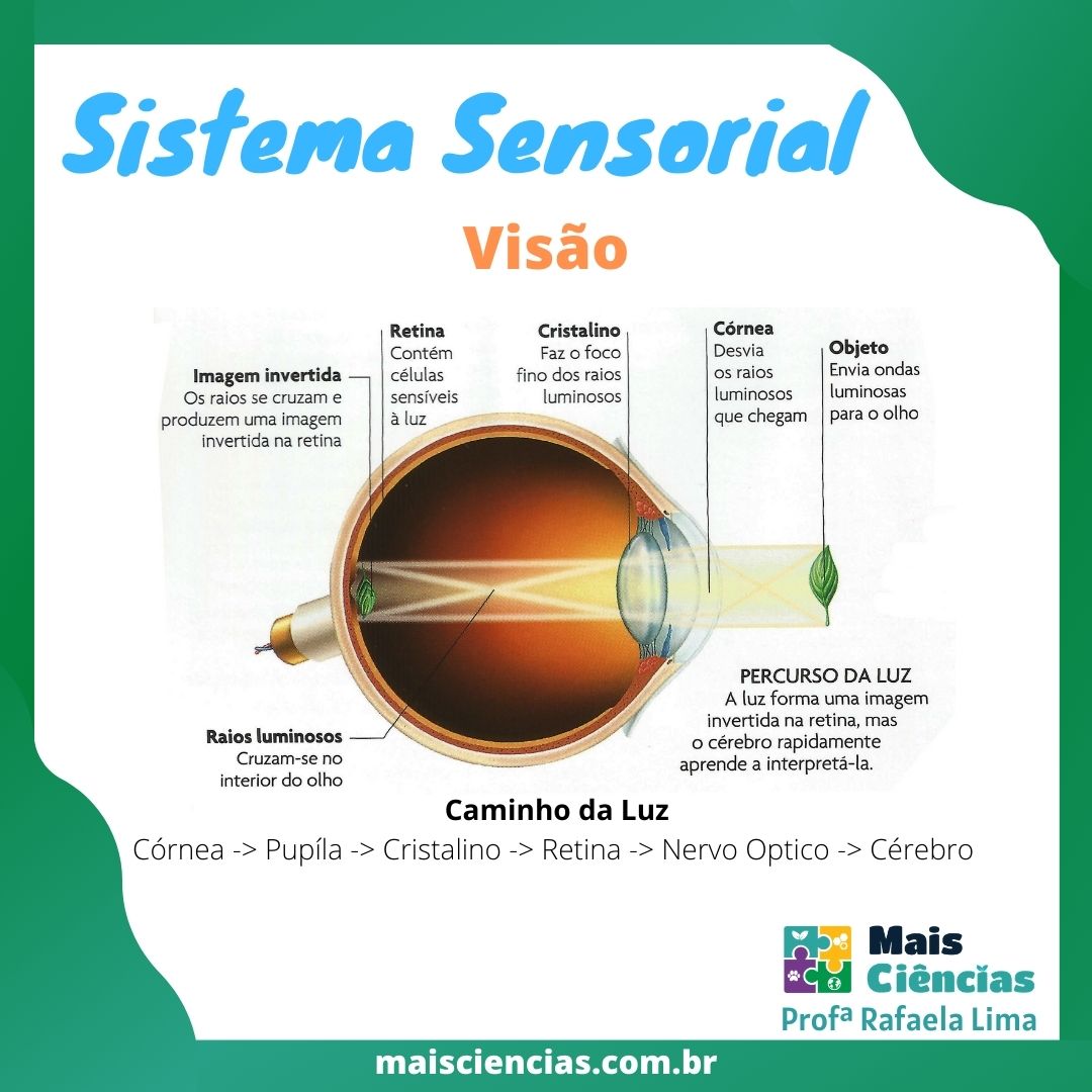 Resumo Visão   Ciências