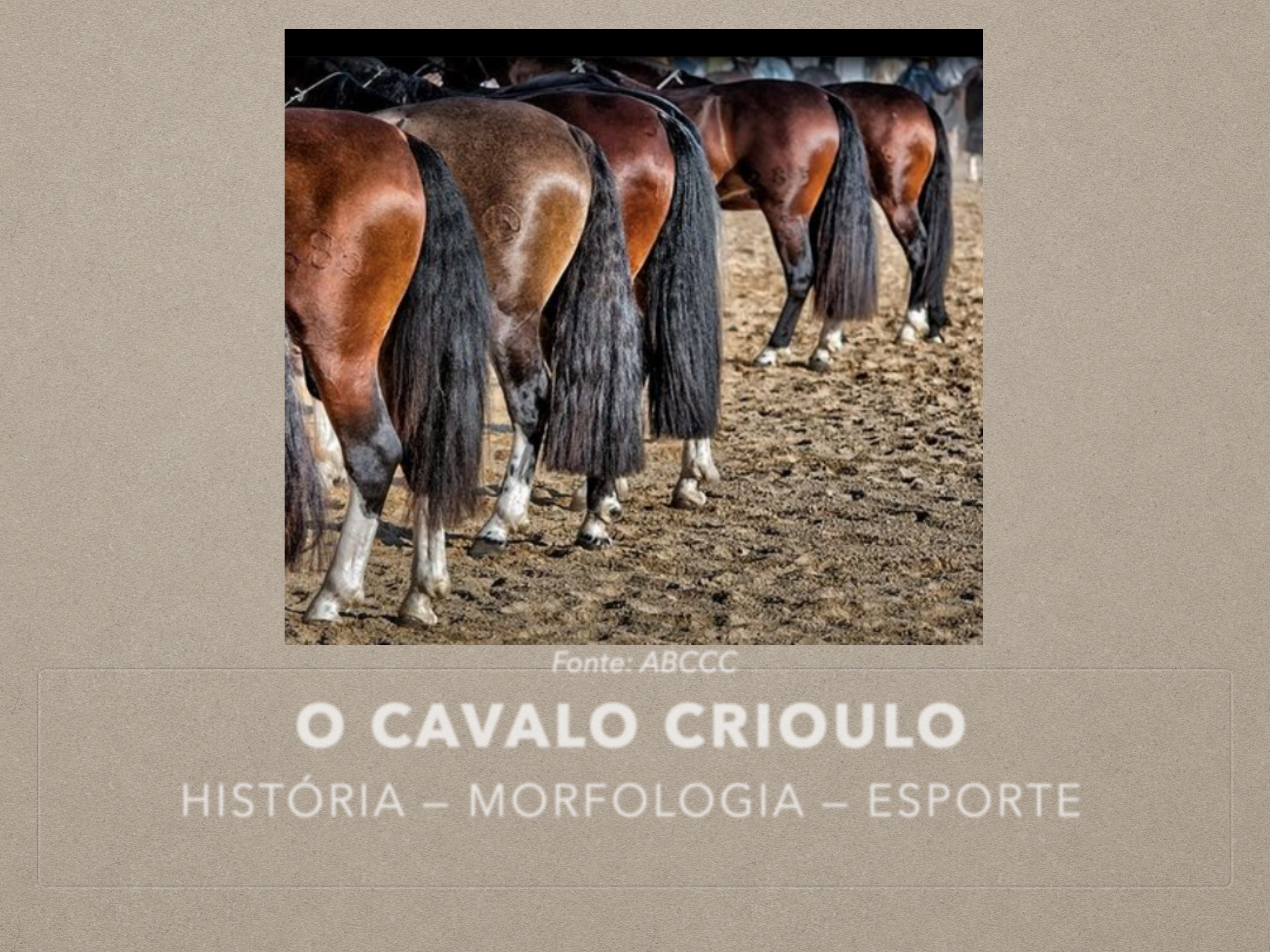 Cavalos Crioulos x Quarto de Milha