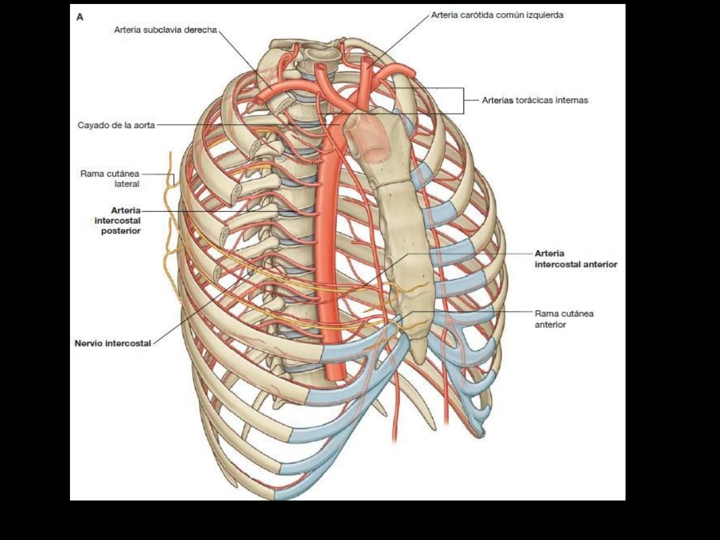 arterias intercostales anteriores