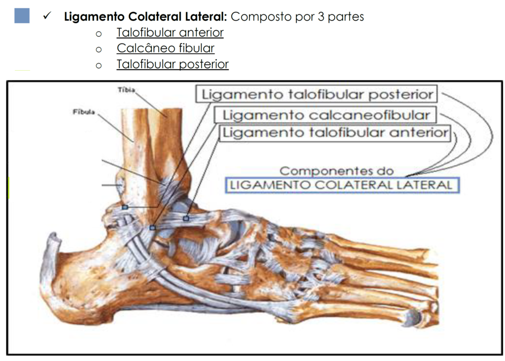 ligamento colateral lateral