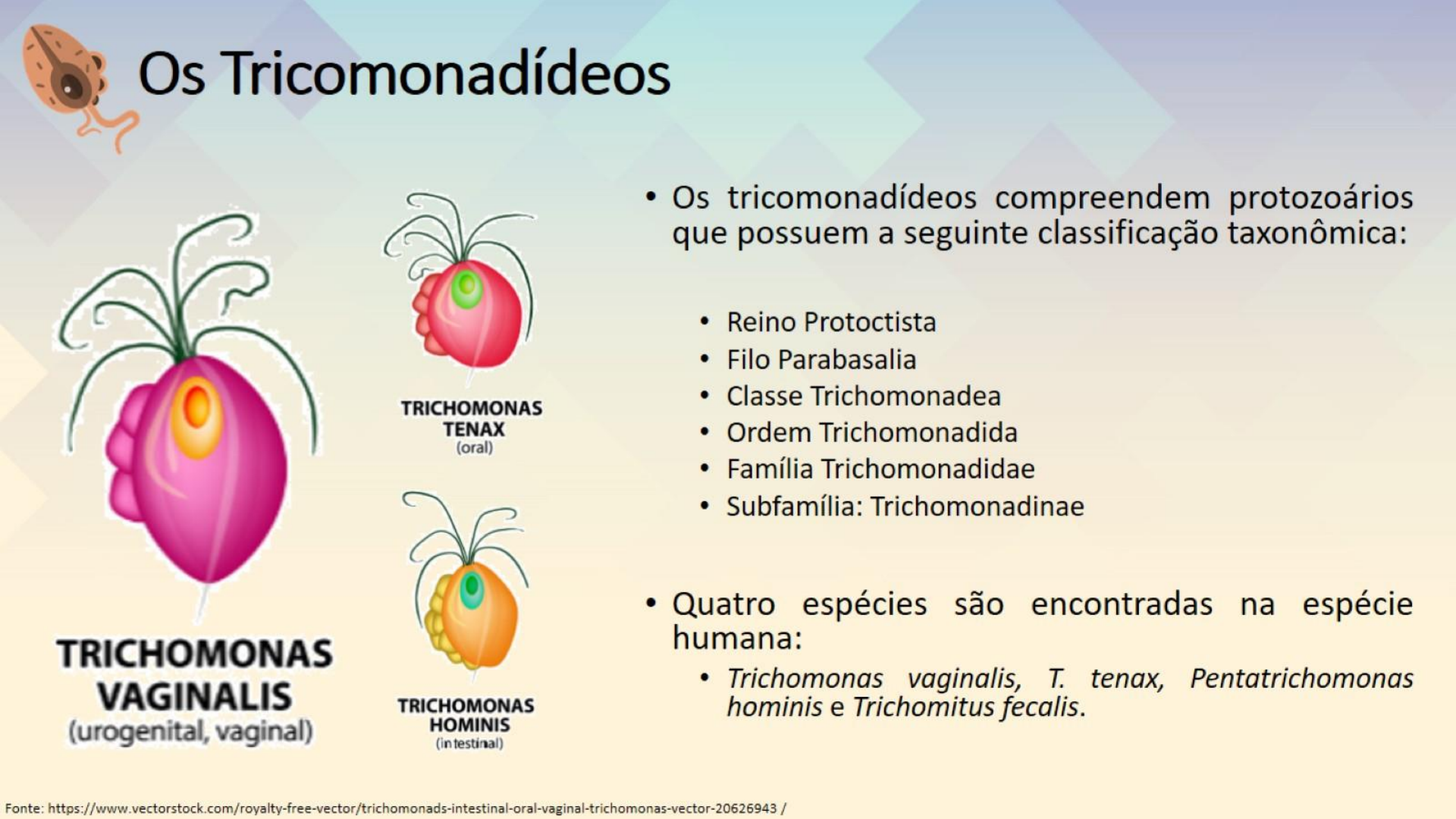 Tricomoníase Parasitologia Humana