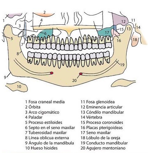 Mandíbula  Anatomia Odonto