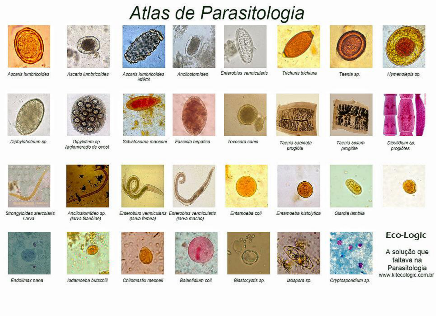 Atlas Parasito Parasitologia