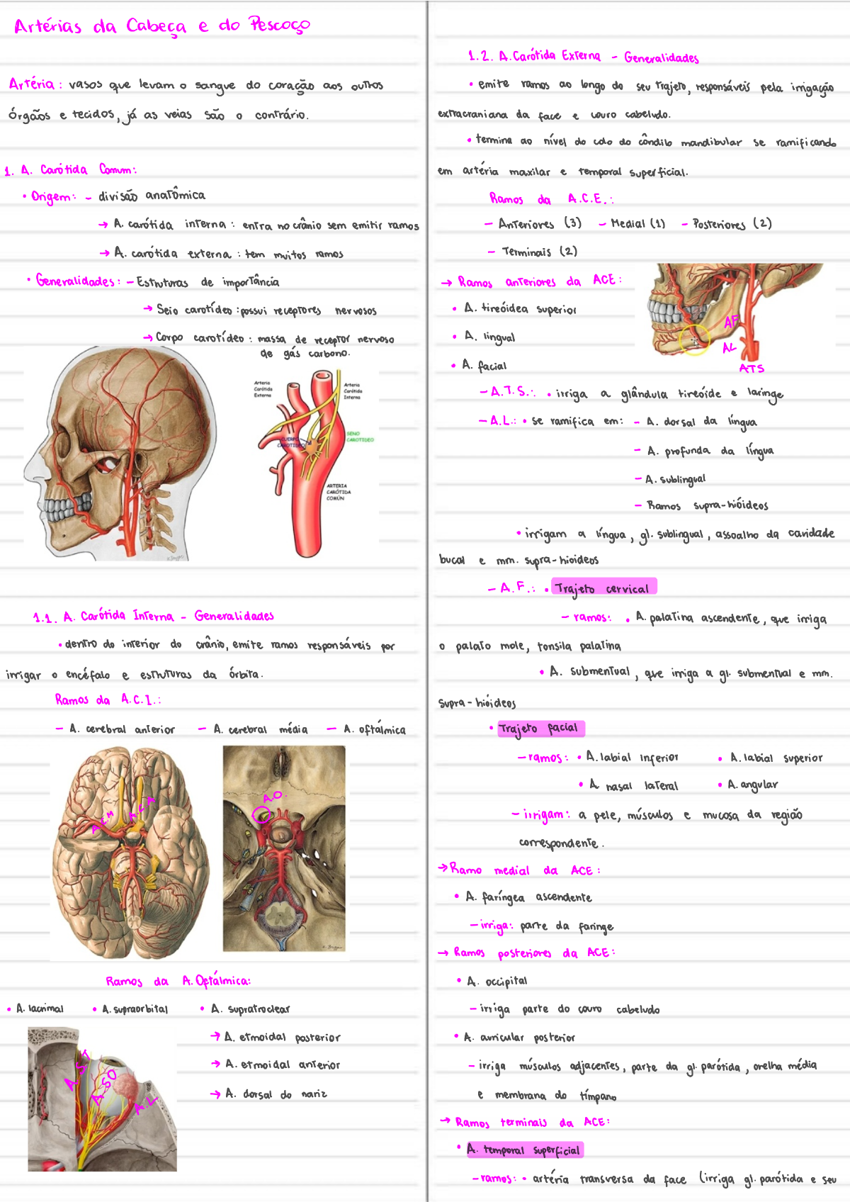 Aula Art Rias Da Cabe A E Do Pesco O Anatomia De Cabe A E Pesco O